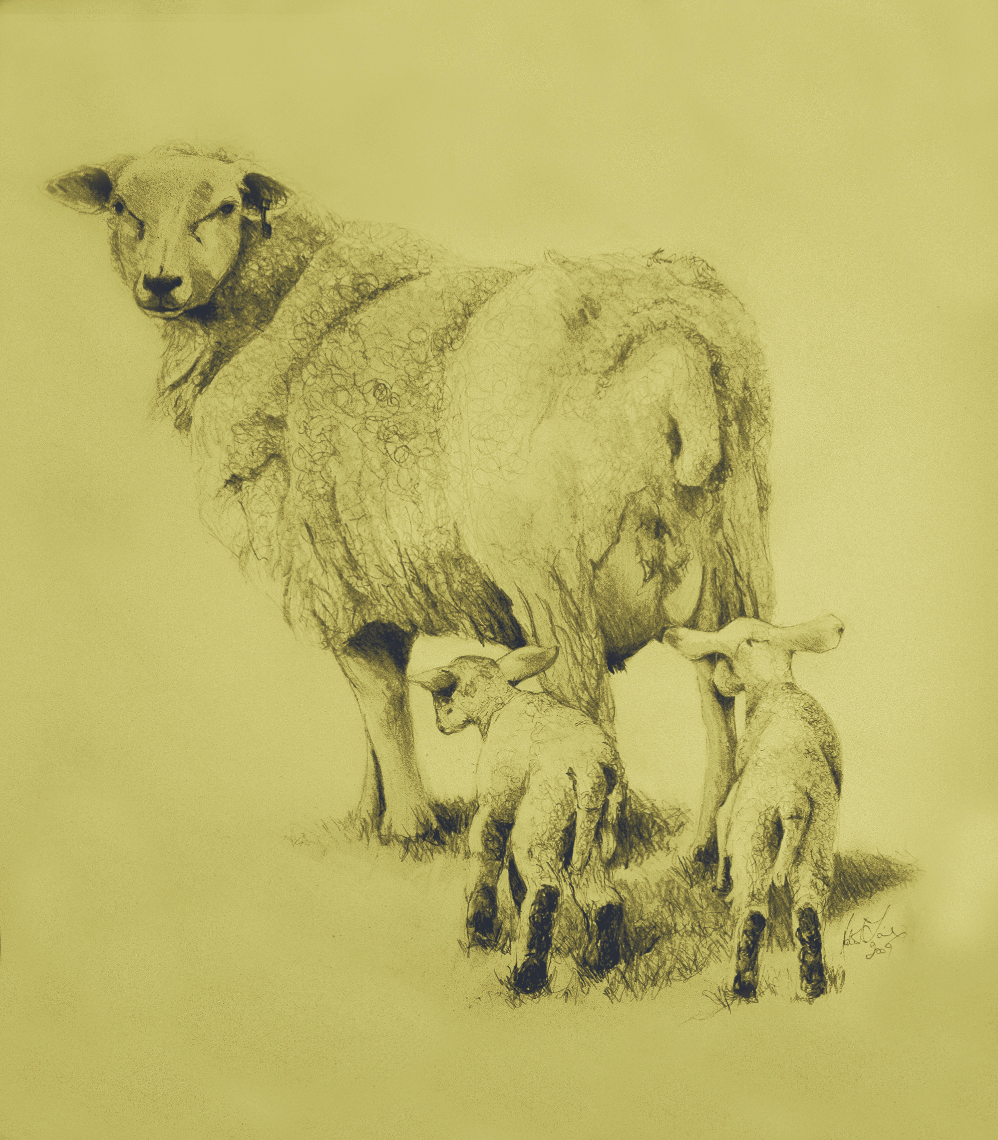 A pencil drawing of a ewe looking back towards the viewer being followed by her two lambs.