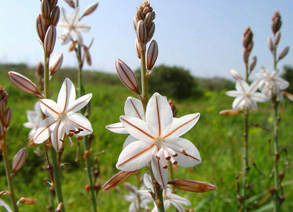 Asphodel