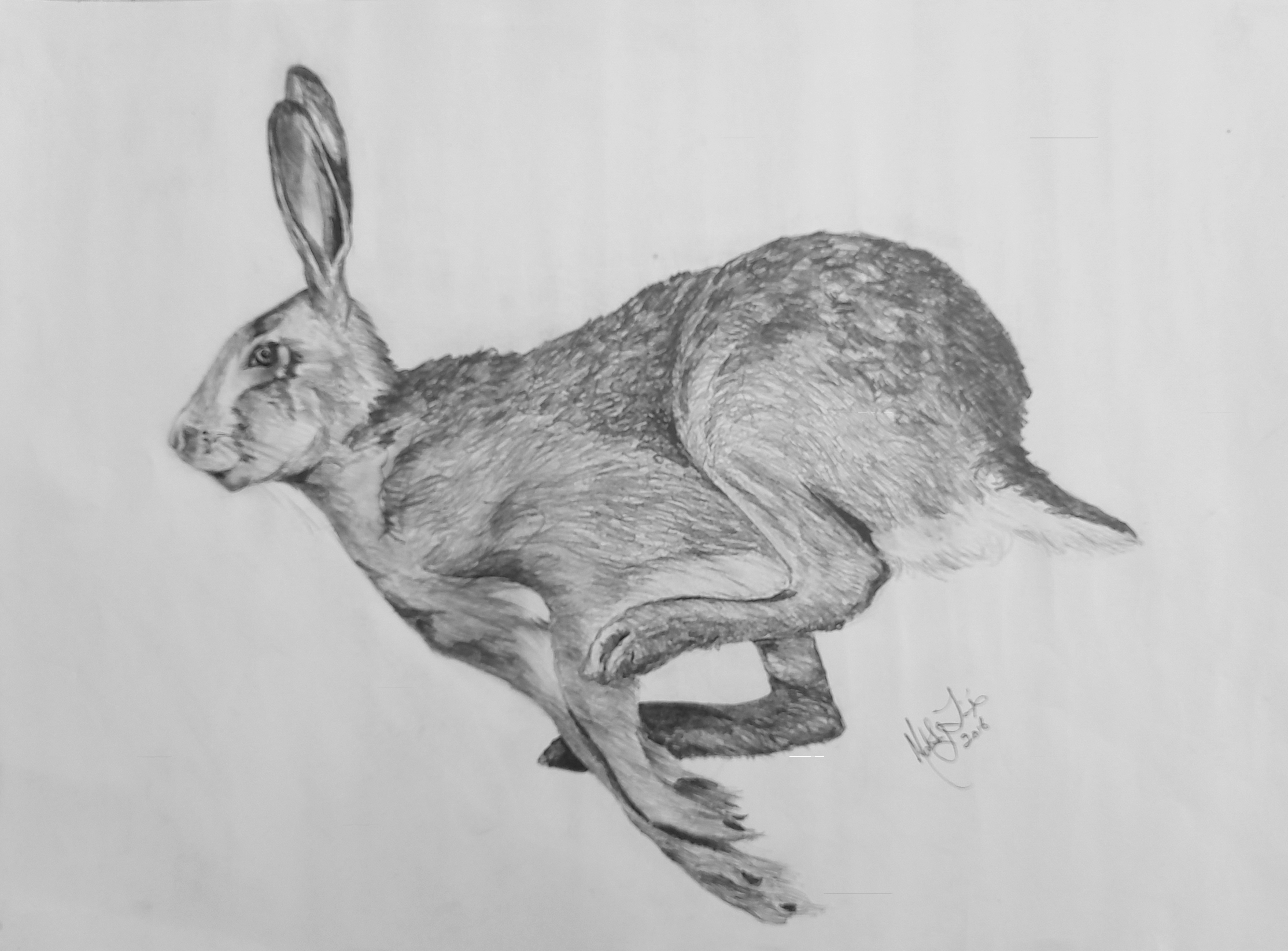 Side view of a running hare.